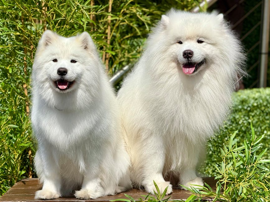 Two fluffy white dogs, likely Samoyeds, sitting on a wooden surface outdoors surrounded by green foliage and bushes. The smaller dog on the left has a slightly open mouth with a visible tongue, while the larger dog on the right has a similar expression with an open mouth and visible tongue, both appearing happy and relaxed. The background includes leafy plants and hints of garden or outdoor space, with natural lighting illuminating their coats. This image captures the friendly and cheerful demeanor of the dogs in a natural environment, without any additional objects or structures visible. The setting emphasizes the dogs' thick, well-groomed fur and joyful expressions, relevant for pet or animal care topics connected indirectly to home environments or outdoor activities.